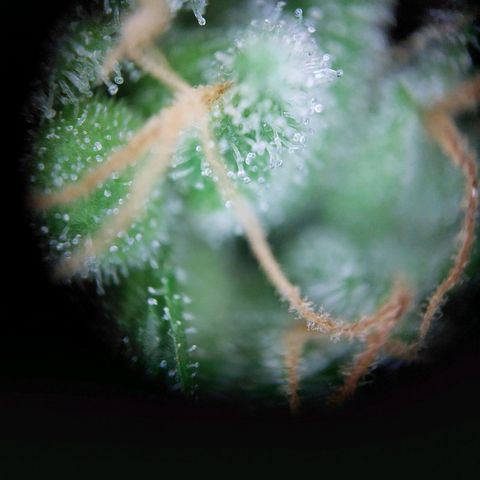 Wilma growlog timeline photo