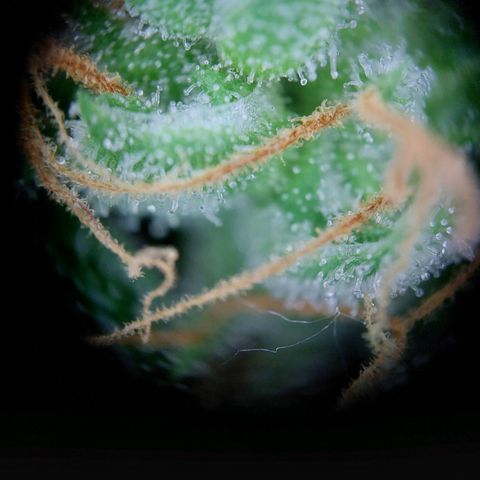 Wilma growlog timeline photo
