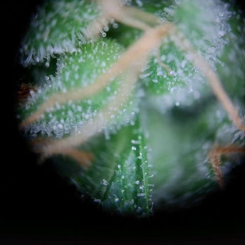 Wilma growlog timeline photo