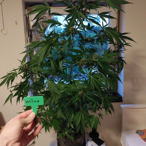 Wilma growlog timeline photo