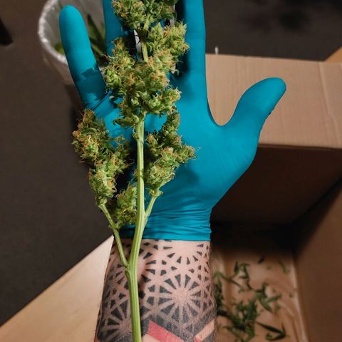 Wilma growlog timeline photo