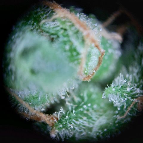 Waltraud growlog timeline photo