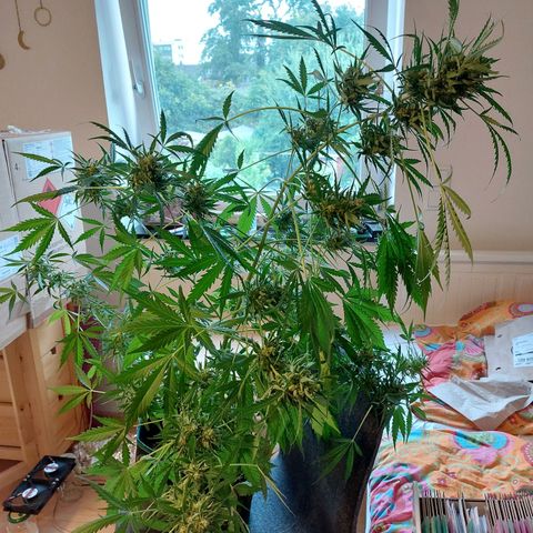 Waltraud growlog timeline photo