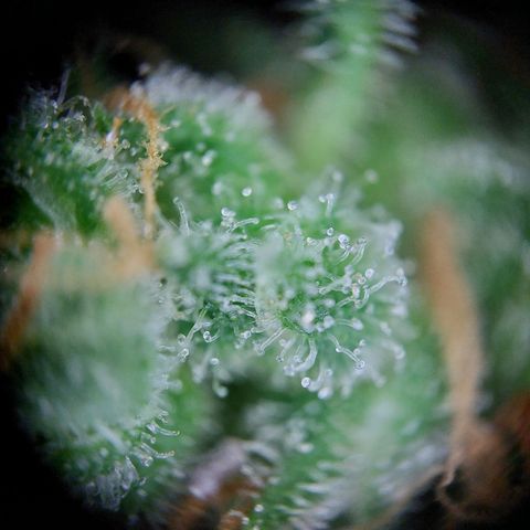 Waltraud growlog timeline photo