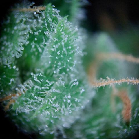 Waltraud growlog timeline photo