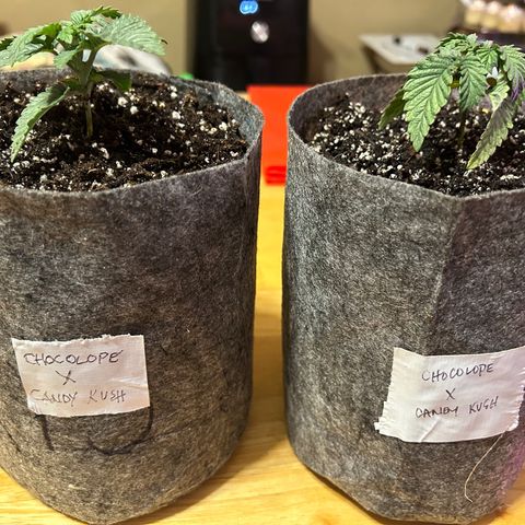 Chocolope x Candy Kush Feminized growlog timeline photo
