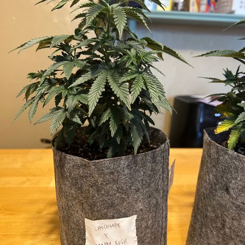 Chocolope x Candy Kush Feminized growlog timeline photo