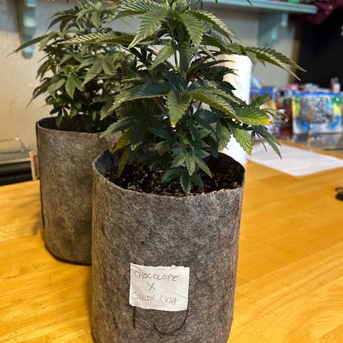 Chocolope x Candy Kush Feminized growlog timeline photo