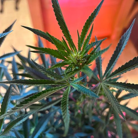 Chocolope x Candy Kush Feminized growlog timeline photo