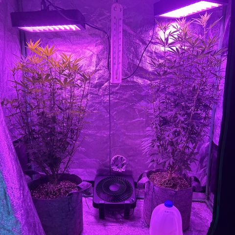 Chocolope x Candy Kush Feminized growlog timeline photo