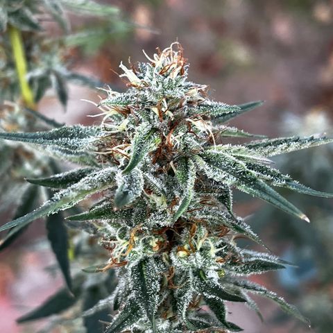 Chocolope x Candy Kush Feminized growlog timeline photo