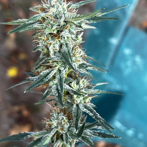 Chocolope x Candy Kush Feminized growlog timeline photo
