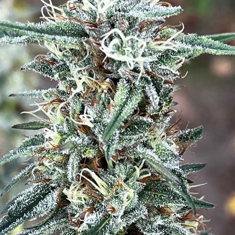 Chocolope x Candy Kush Feminized growlog timeline photo
