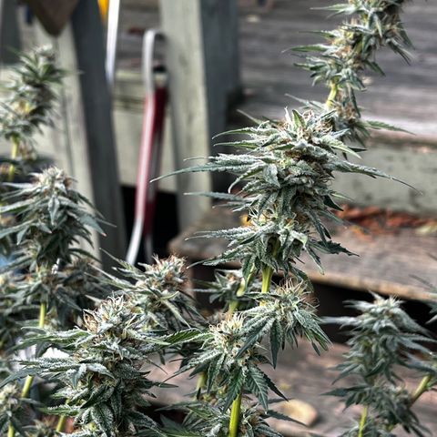 Chocolope x Candy Kush Feminized growlog timeline photo