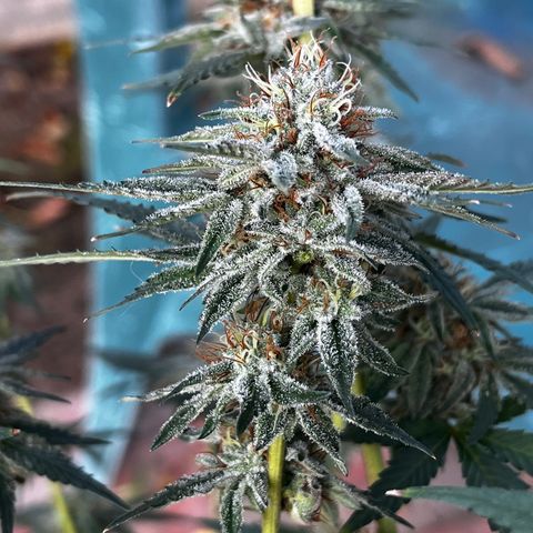 Chocolope x Candy Kush Feminized growlog timeline photo