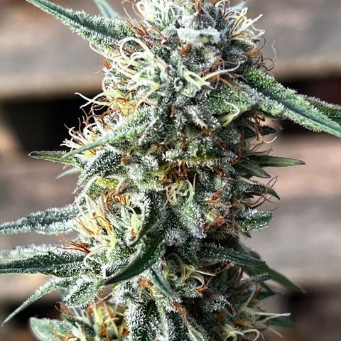 Chocolope x Candy Kush Feminized growlog timeline photo