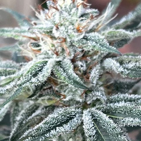 Chocolope x Candy Kush Feminized growlog timeline photo