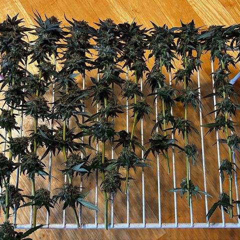 Chocolope x Candy Kush Feminized growlog timeline photo