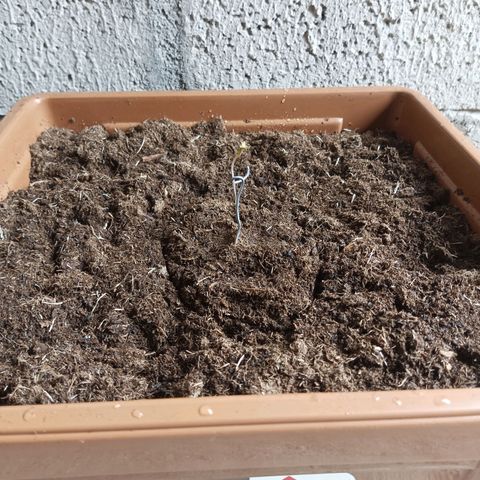 Auto M8 growlog photo: Transplante del jiffy a maceta definitiva 