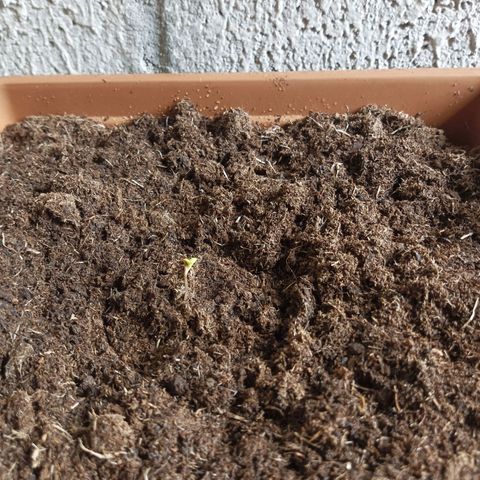 Auto M8 growlog photo: Transplante del jiffy a maceta definitiva 