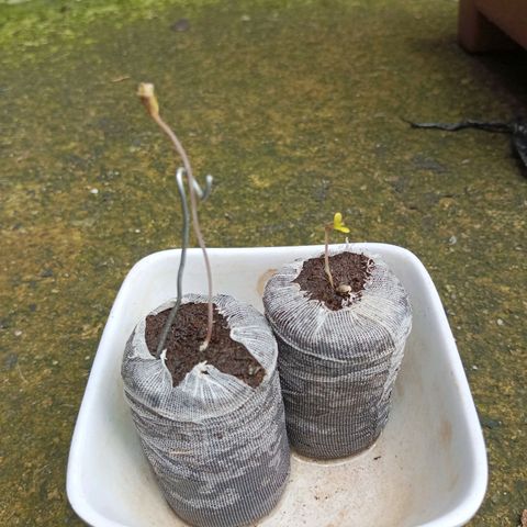 Auto M8 growlog photo: Transplante del jiffy a maceta definitiva 