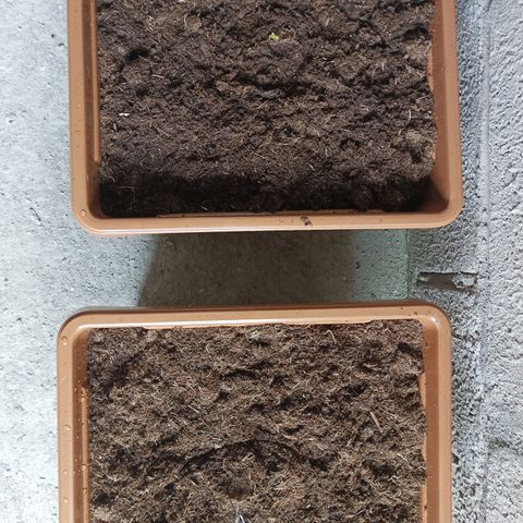 Auto M8 growlog photo: Transplante del jiffy a maceta definitiva 
