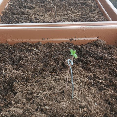 Auto M8 growlog photo: 1 semana de vida