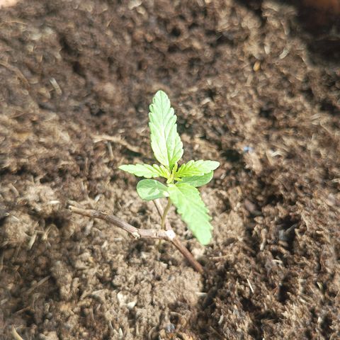 Auto M8 growlog photo: Semana 2 desde la germinación 