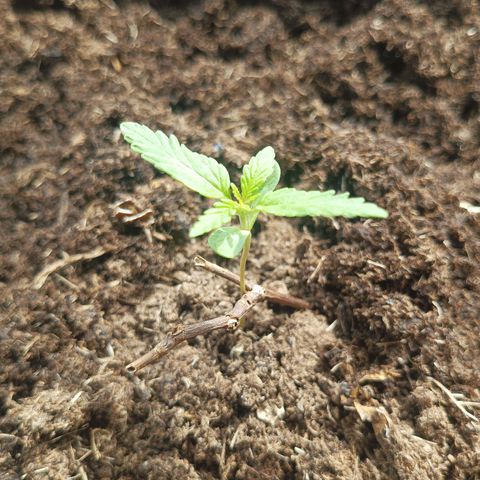 Auto M8 growlog timeline photo