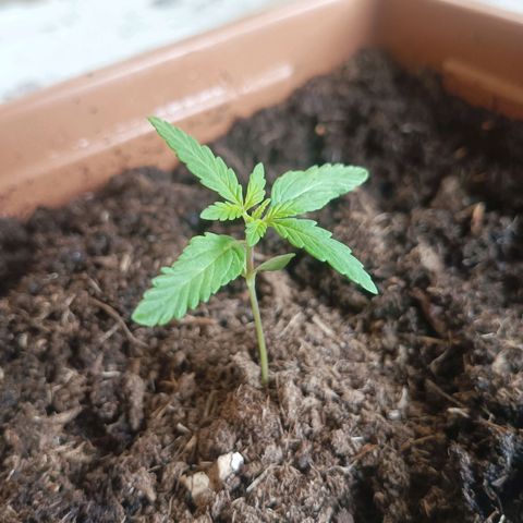 Auto M8 growlog timeline photo