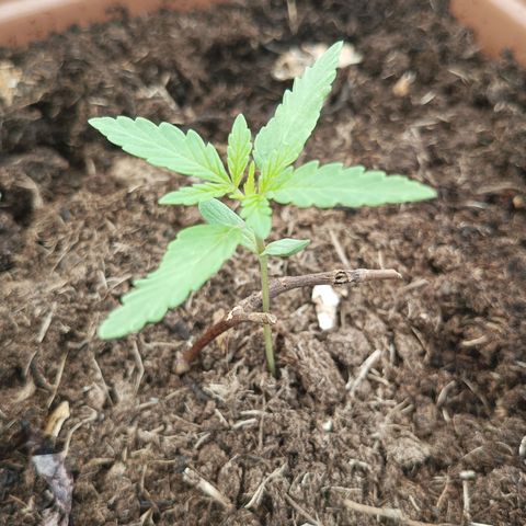 Auto M8 growlog timeline photo