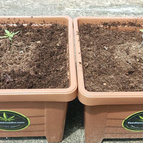 Auto M8 growlog timeline photo