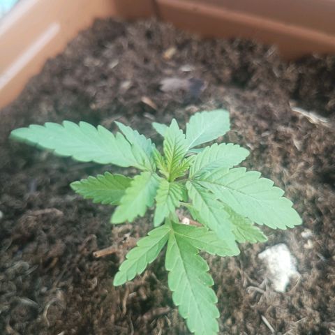 Auto M8 growlog timeline photo