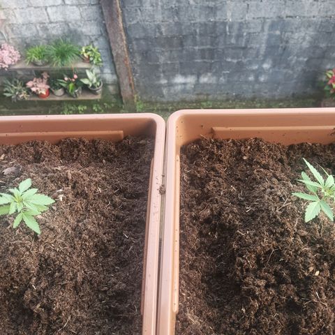 Auto M8 growlog timeline photo