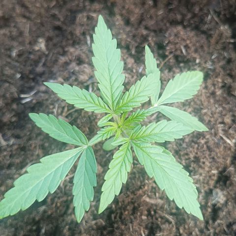 Auto M8 growlog timeline photo