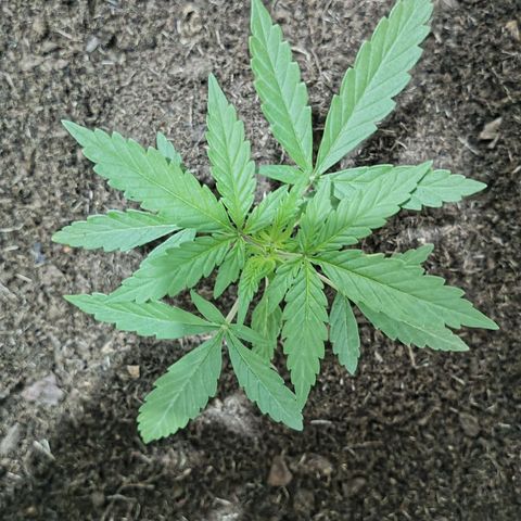 Auto M8 growlog timeline photo
