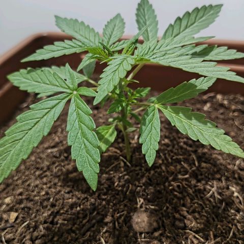 Auto M8 growlog timeline photo