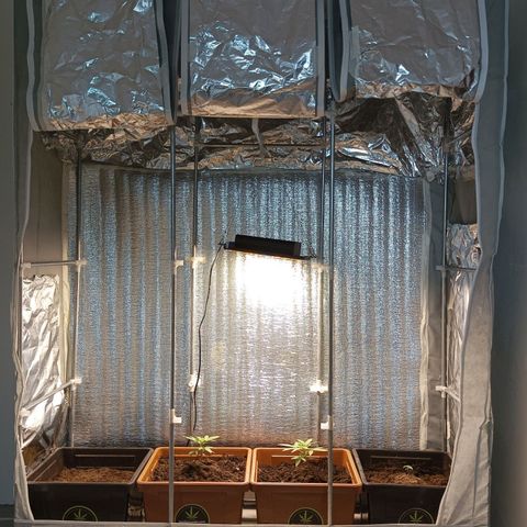 Auto M8 growlog timeline photo