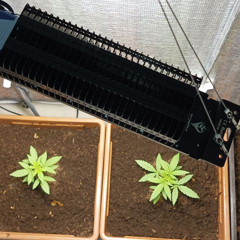 Auto M8 growlog timeline photo