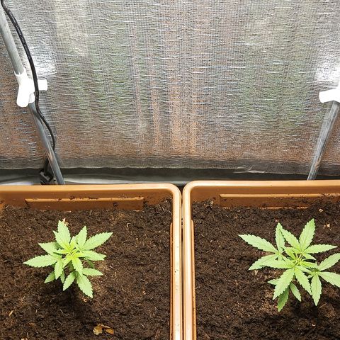 Auto M8 growlog timeline photo
