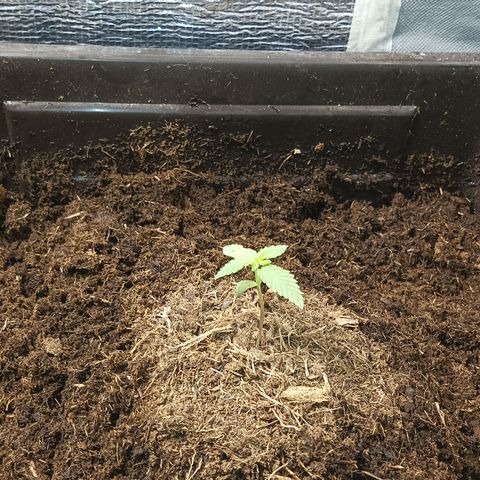 Auto cheese berry 🧀 🫐 growlog timeline photo