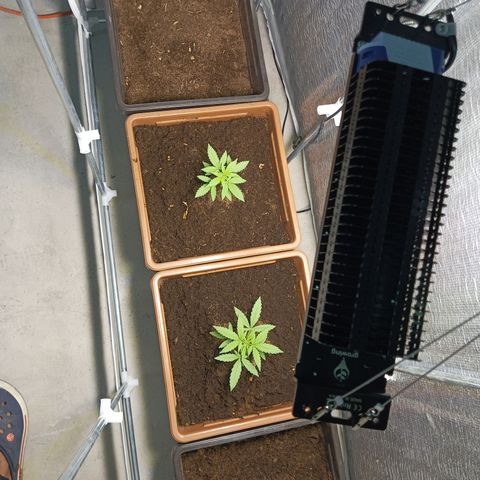 Auto cheese berry 🧀 🫐 growlog timeline photo