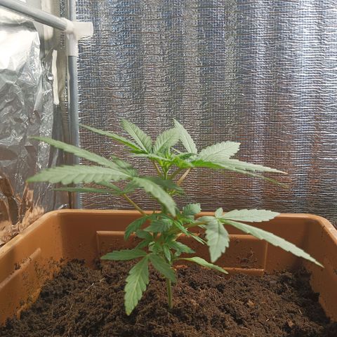 Auto M8 growlog timeline photo