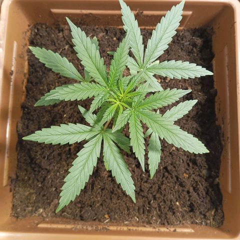 Auto M8 growlog timeline photo