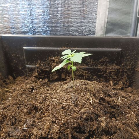Auto cheese berry 🧀 🫐 growlog timeline photo