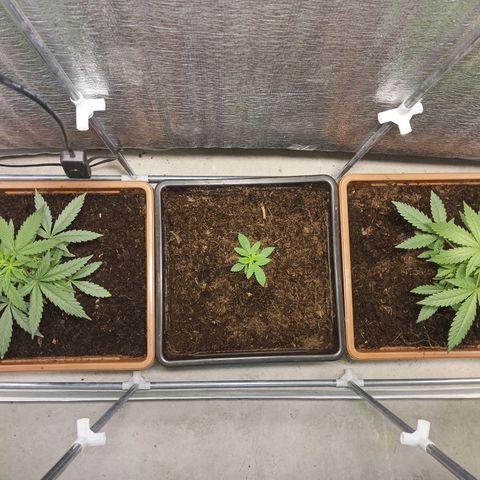 Auto M8 growlog timeline photo