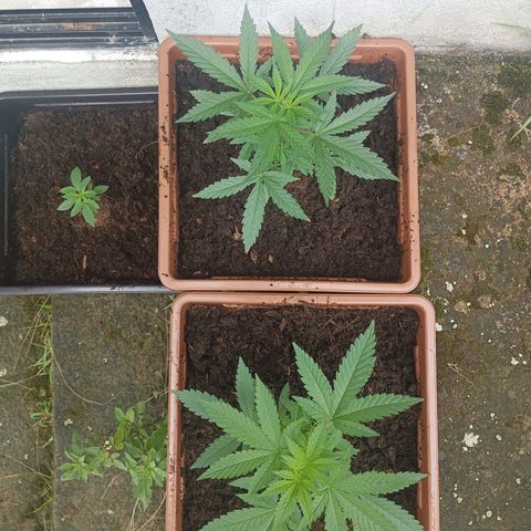 Auto M8 growlog timeline photo