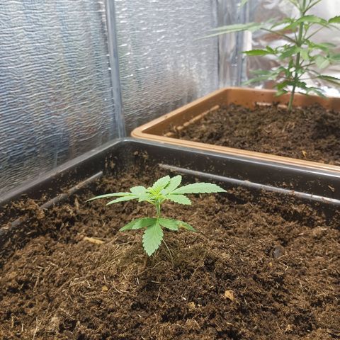 Auto cheese berry 🧀 🫐 growlog timeline photo