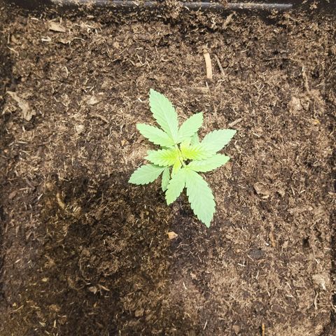 Auto cheese berry 🧀 🫐 growlog timeline photo