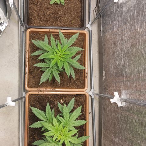 Auto M8 growlog timeline photo